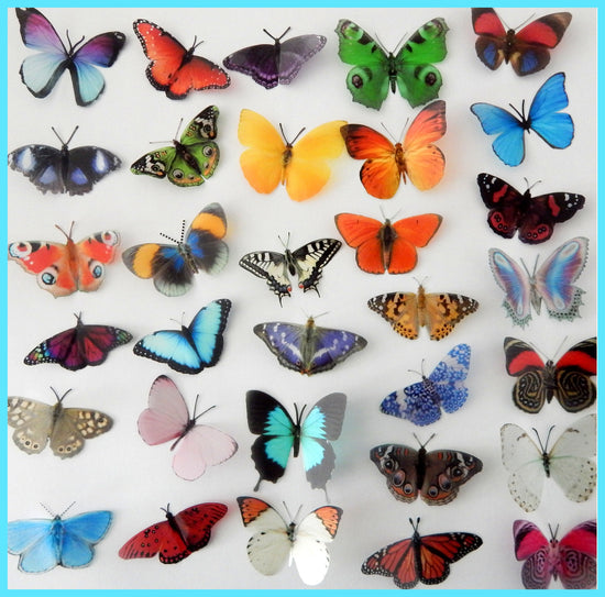 escape to the country butterfly collection