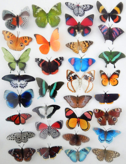 set of butterflies