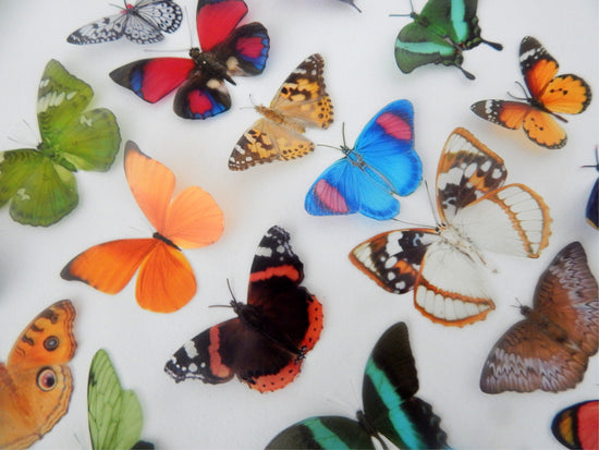 decorative_butterfly