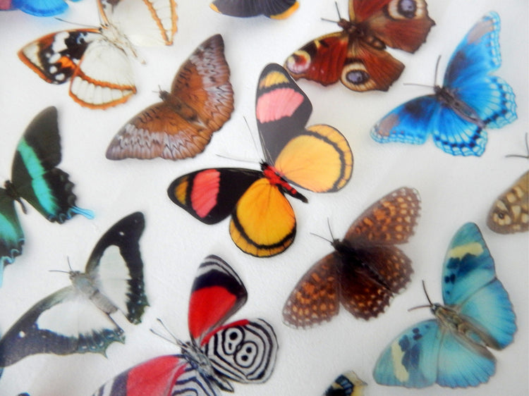 escape to the country butterfly collection