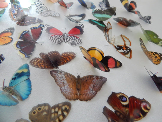 crafting butterflies scrapbooking