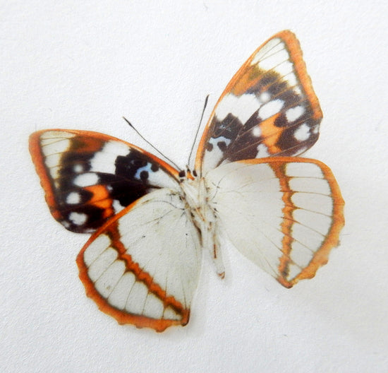natural white butterfly