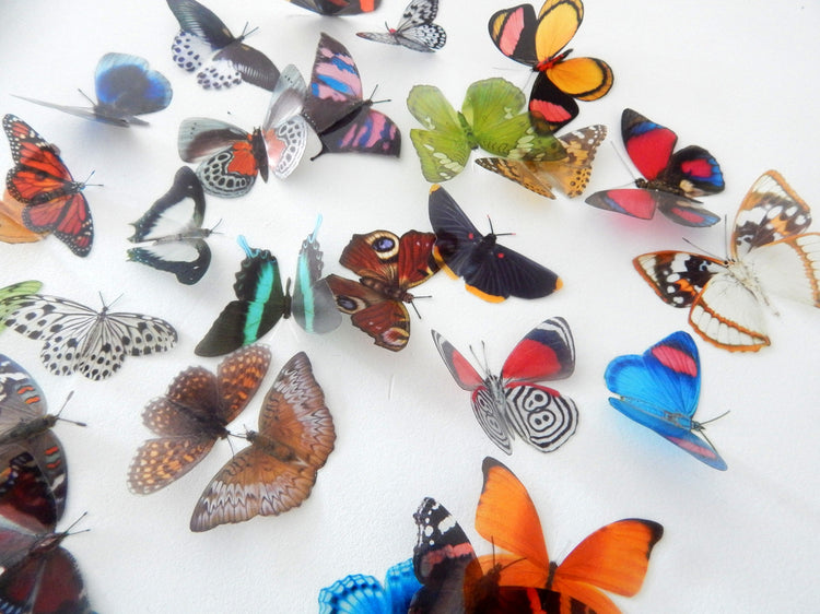 Decorative Butterflies, Natural butterflies set 2, card making 3d wall stickers. Cut your own or have them cut for you. Craft Supplies