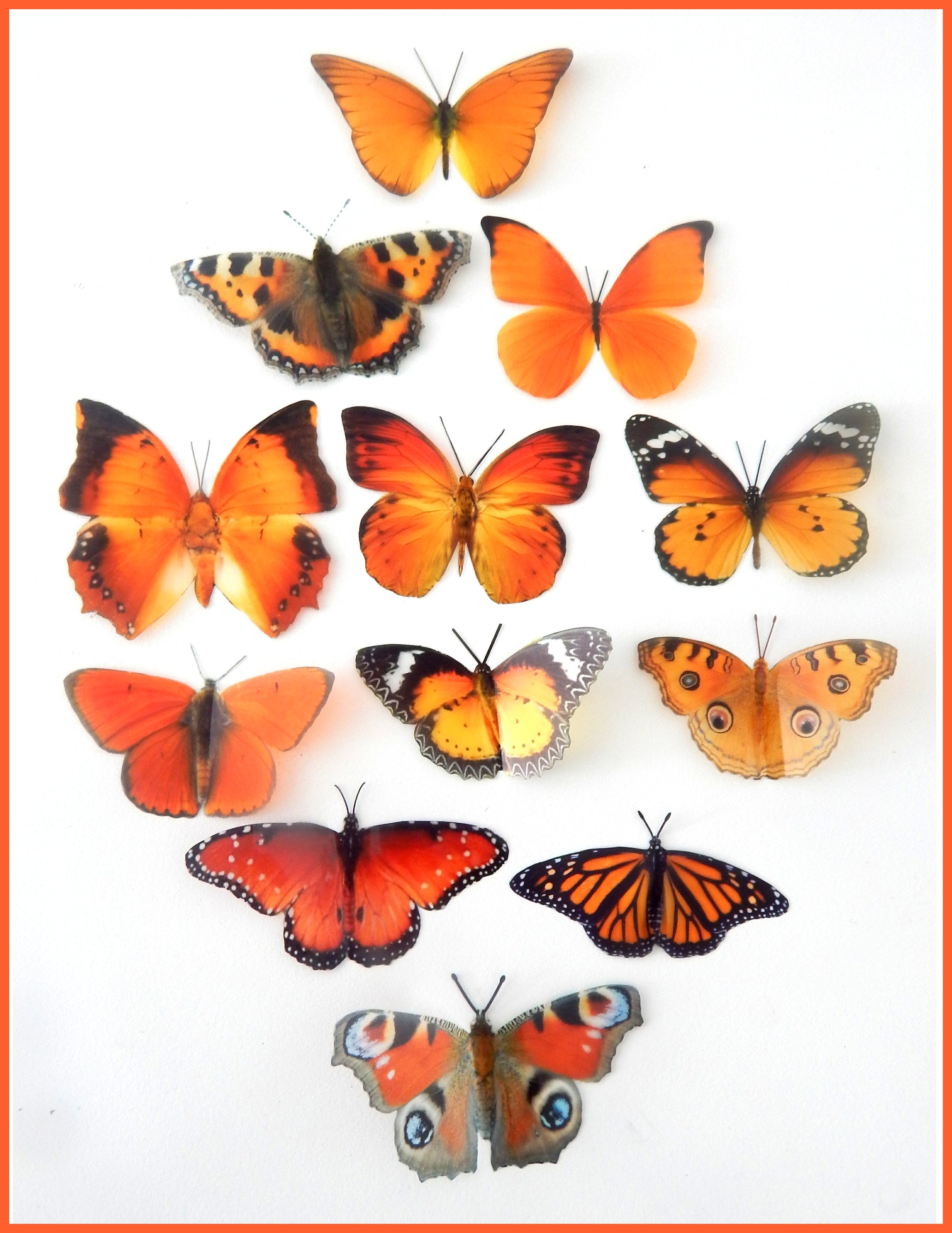 Orange butterflies, Set of 12 3D wall sticker butterflies, very pretty ...