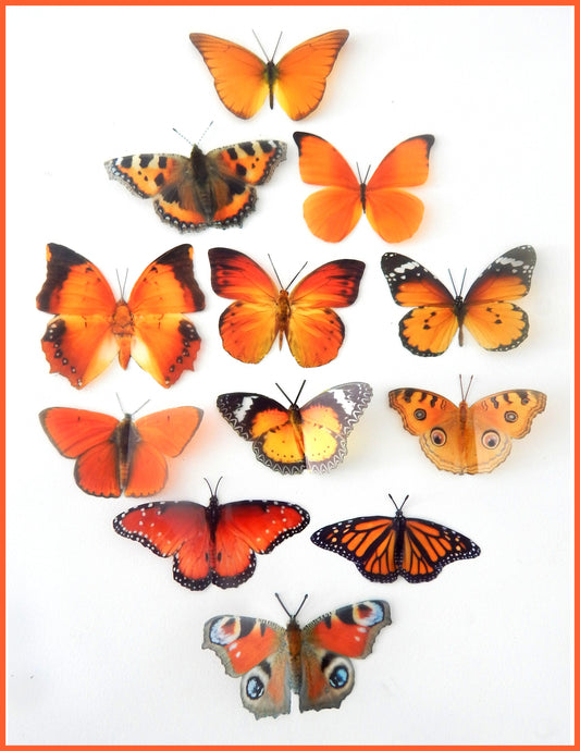 set of orange butterflies