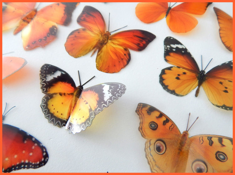 British orange butterflies