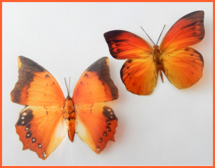 set of 12 orange butterflies