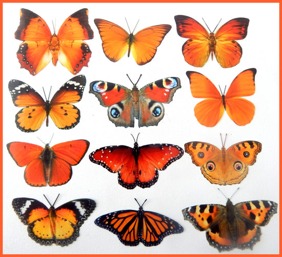 set of orange butterflies collection