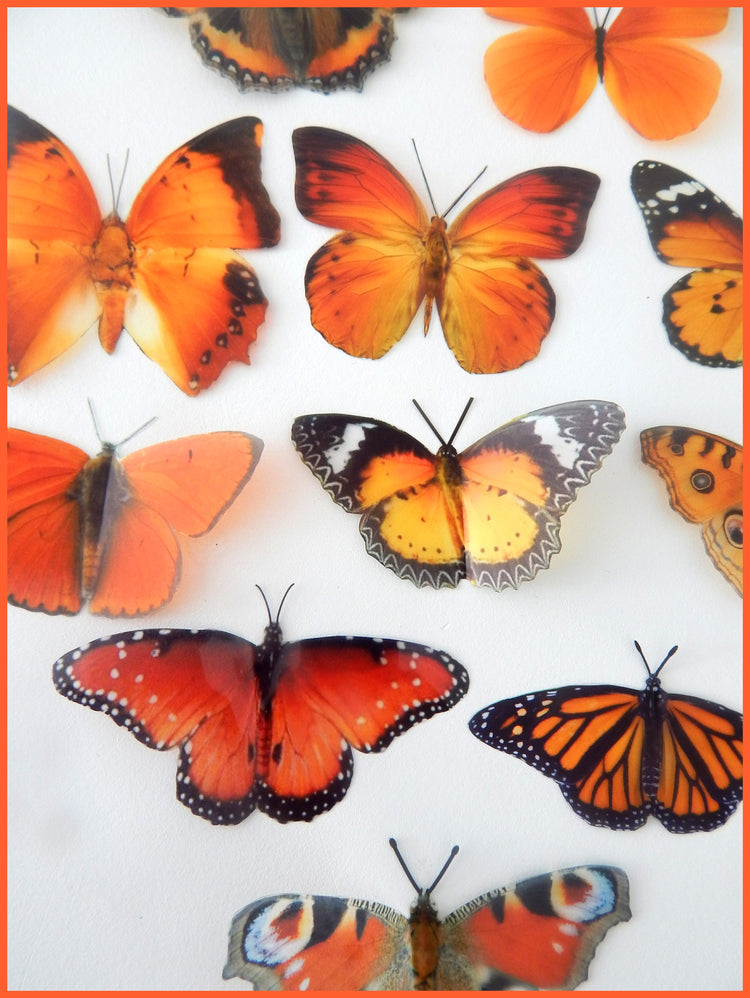 natural  orange butterflies