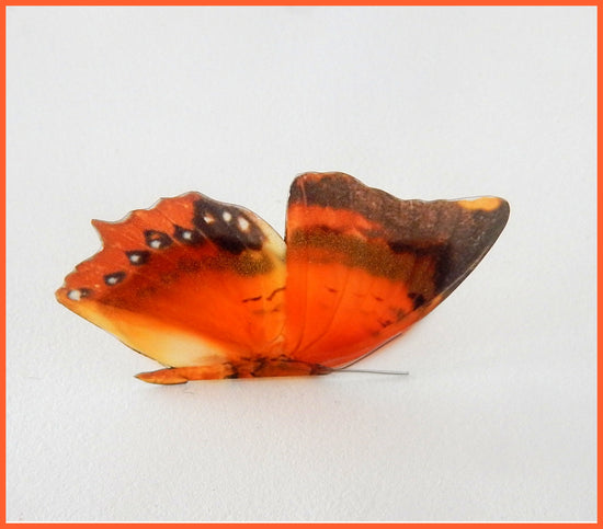 Hall place butterflies