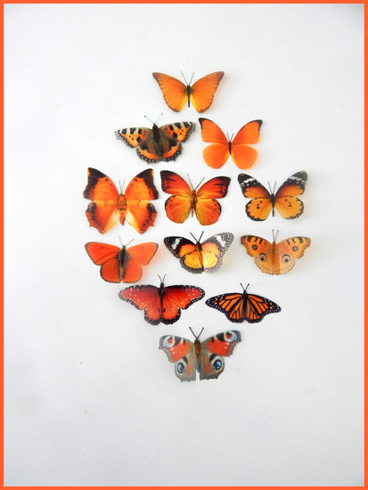 Hall place events butterflies