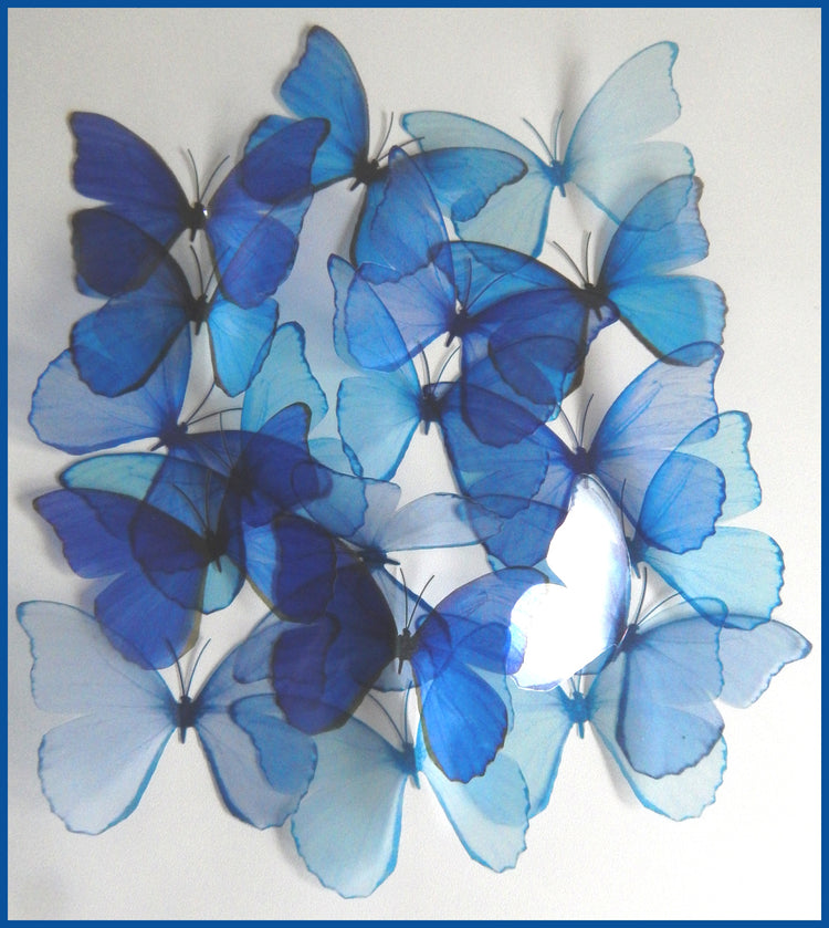 different shades of blue butterflies