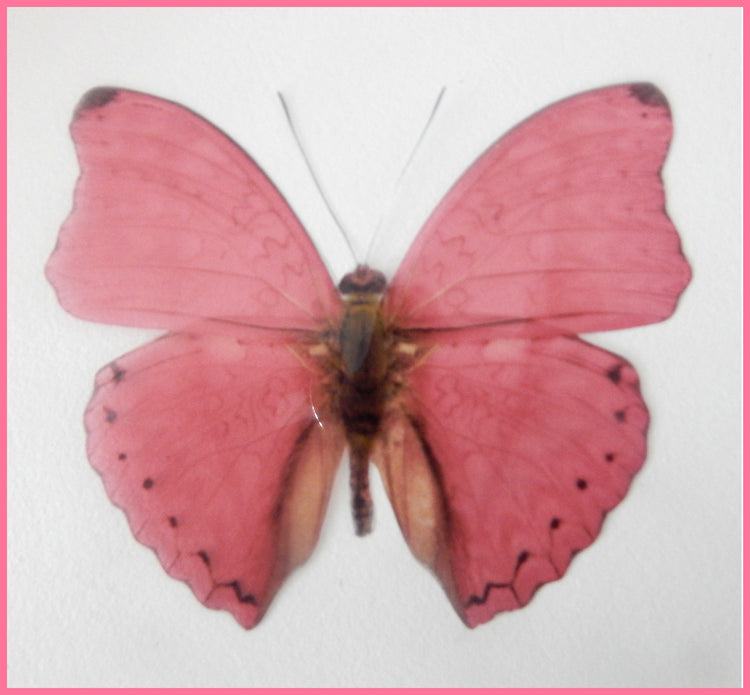 pink natural butterfly