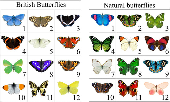 Silk natural butterfly