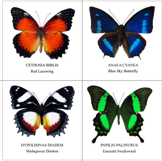 natural entomology butterflies mounted in a box frame taxidermy