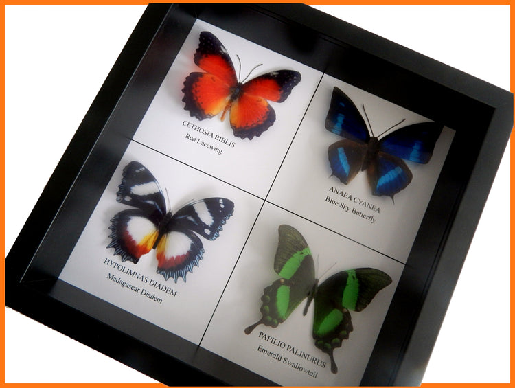 Taxidermist Realistic,artificial butterflies