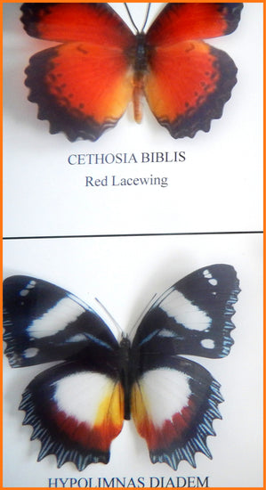Taxidermy Butterfly