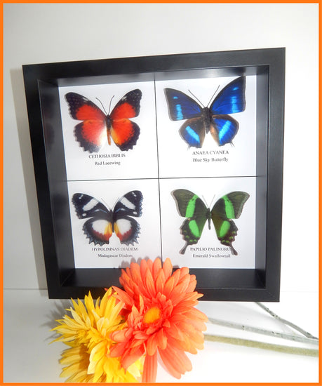 Taxidermy Butterfly framed picture