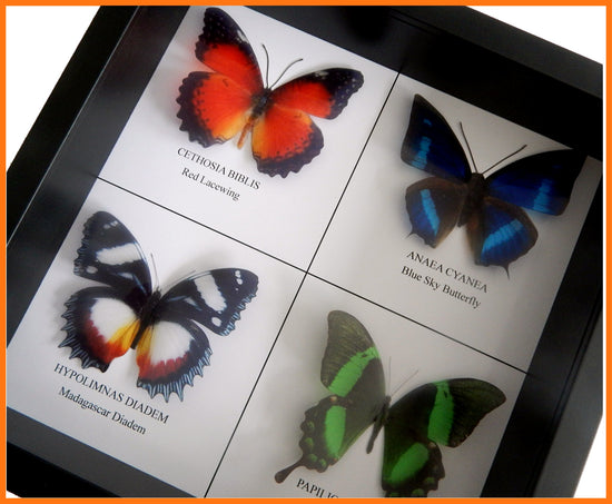 Taxidermist Butterfly box framed picture