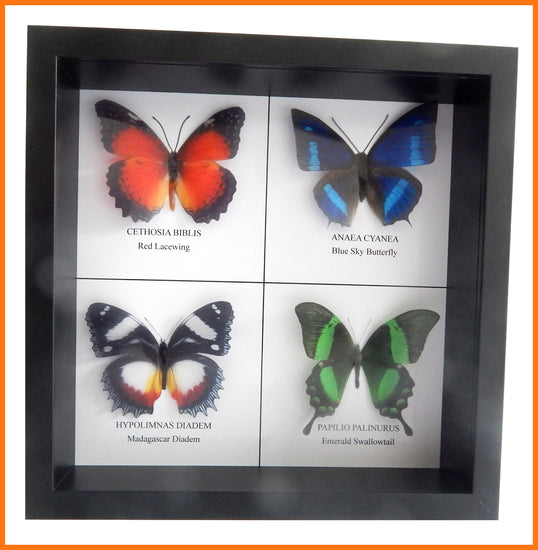artificial  Taxidermist Butterfly box framed picture