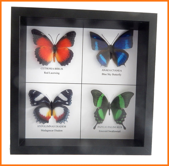 Anaaea Cyanea (Blue Sky), Cethosia Biblis (Red Lacewing), Hypolimnas Diadem (Madagascar) and Papilio Palinurus (Emerald Swallowtail)