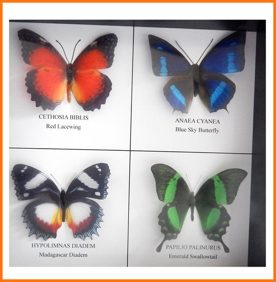 butterflies mounted in a box frame