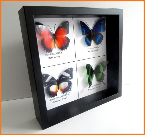 natural  entomology butterflies mounted in a box frame