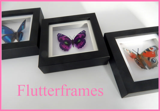 Taxidermy butterfly in box