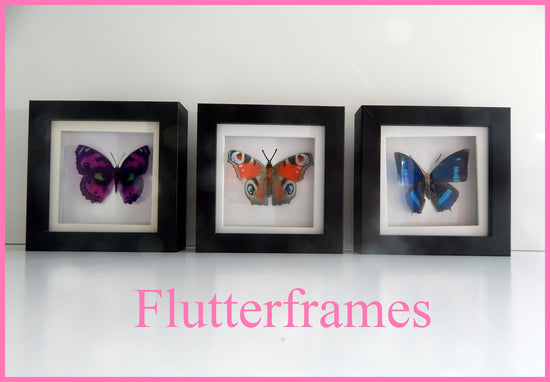Taxidermist butterfly in box set of 3