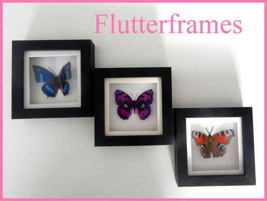 Taxidermist butterfly in box set of 3 black