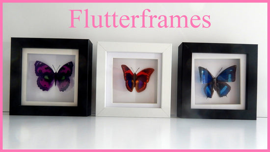Taxidermist butterfly in box set of 3 black gre white
