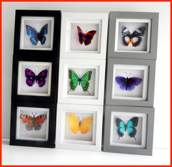 Taxidermist butterfly in box frame