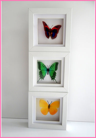  butterfly in box set of 3